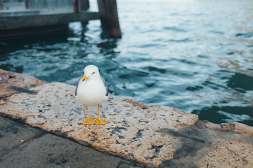 White bird seagull in Milan, Italy