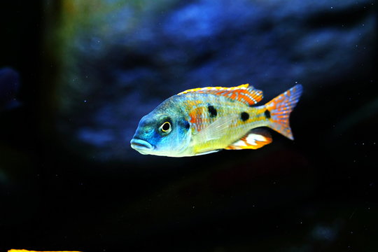 Malawi cichlid colorful fish