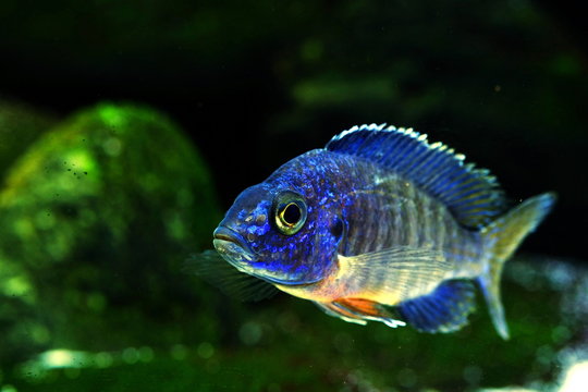 Malawi cichlid colorful fish