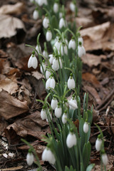 Snowdrop. Galanthus nivalis. Snowdrop spring flowers. Snowdrop or Galanthus. Spring flower snowdrop is the first flower in the end of winter and the beginning of spring.Diagonal, not sharp
