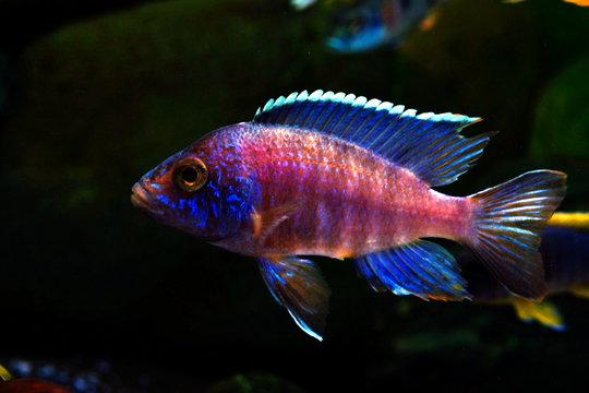 Malawi cichlid colorful fish