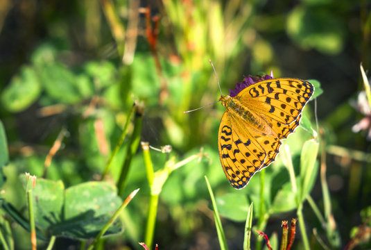 High brown fritillary butterfly (Argynnis adippe) with open wings