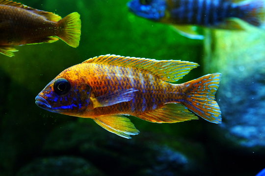 Malawi cichlid colorful fish
