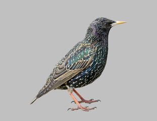 Starling on a gray background.