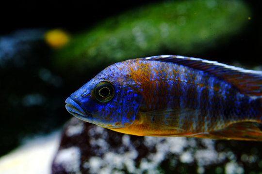 Malawi cichlid colorful fish
