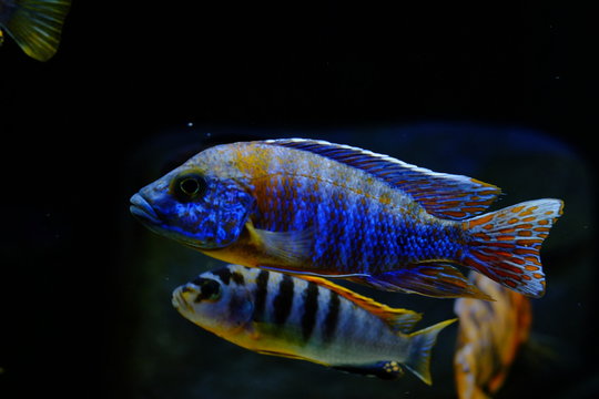 Malawi cichlid colorful fish