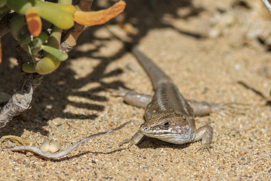Haria Lizard (Galiotia atlantica)