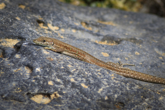 Haria Lizard (Galiotia atlantica)