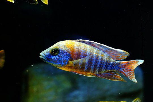 Malawi cichlid colorful fish