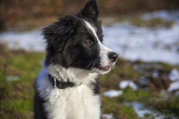border collie on a walk in the woods in winter