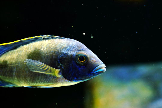 Malawi cichlid colorful fish