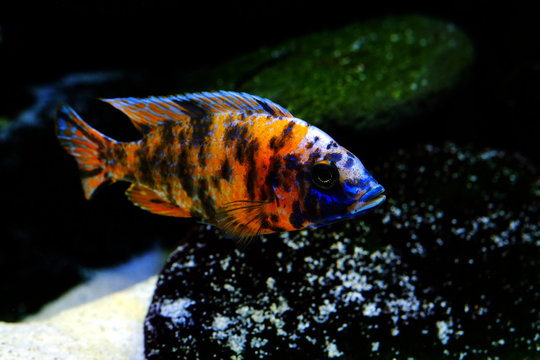 Malawi cichlid colorful fish