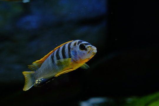 Malawi cichlid colorful fish