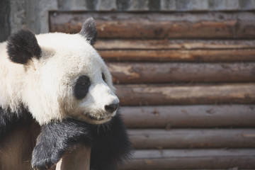 Obraz premium A giant panda's head close-up, a happy expression,