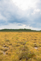 Marshland landscape view in summer
