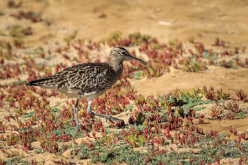 Whimbrel (Numenius phaeopus)