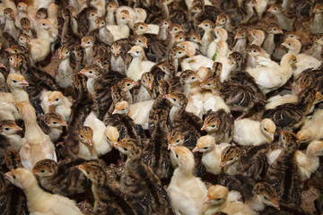 poultry farm