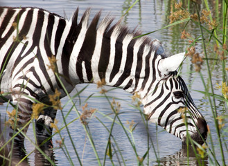 Zebra drinking at water hole