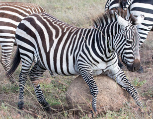 Zebra scratching on a rock
