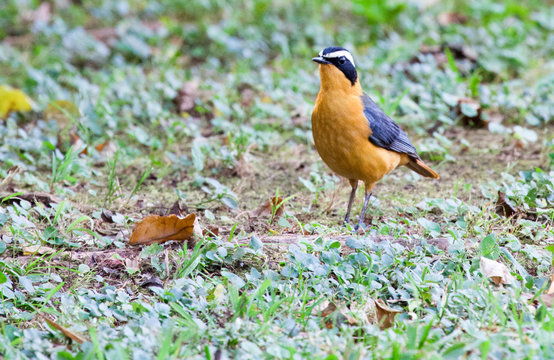 Rueppell's robin-chat standing alert in garden