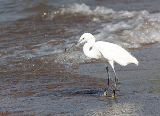 Little egret standing at the water's edge