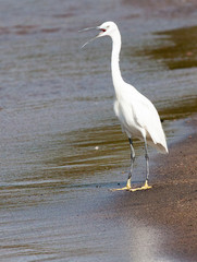 Little egret standing at water's edge