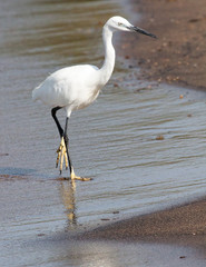 Little egret wading