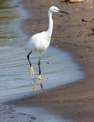 Little egret wading
