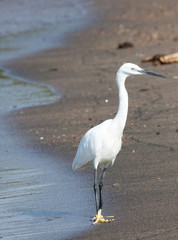 Little egret standing at water's edge