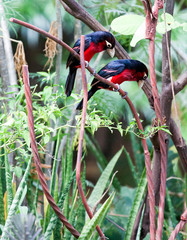 Double-toothed barbets in tree looking down