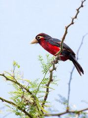 Double-toothed barbet perched on acacia tree branch