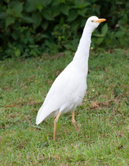 Yellow-billed egret standing tall