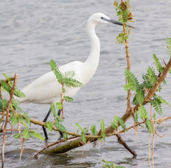 Little egret standing in shallow water