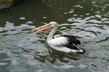 Pelican eating the fish