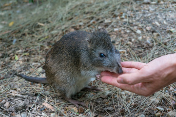 Australian potoroo hand-feeding