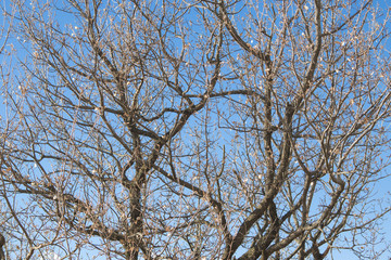 Branch in a blue sky background composition