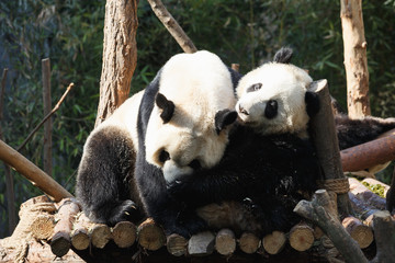 Naklejka premium Two pandas are hugging and frolic together