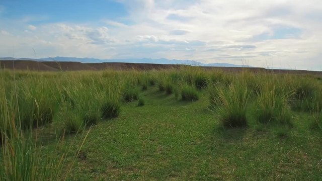 Mongolian grassland with Achnatherum splendens in south-west Mongolia