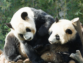 Two pandas are hugging and frolic together