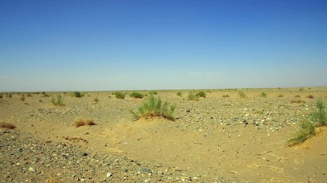 Mongolian stone desert natural landscape with saxaul - Haloxylon ammodendron in Mongolia