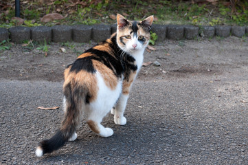 振り返る三毛猫