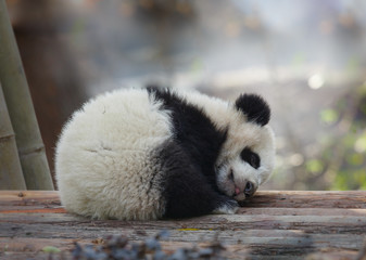 A baby panda lies sleeping - 188929508