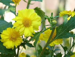 Singapore dailsy flowers