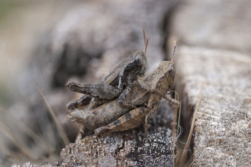 Reproduction of locusts. Grasshoppers in the love process.
