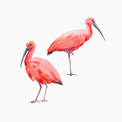 Watercolor ibis bird vector set