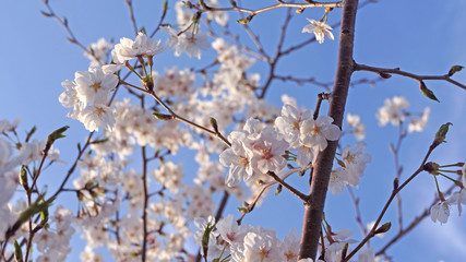 pink cherry blossom
