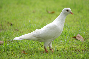white dove on the ground