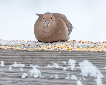 Mouning Dove Perched