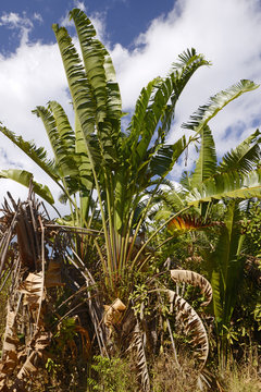 Bananenstaude in Madagaskar