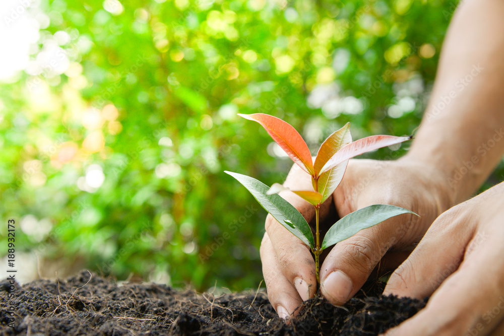 Wall mural man hand is planting the plant to the soil with sunlight